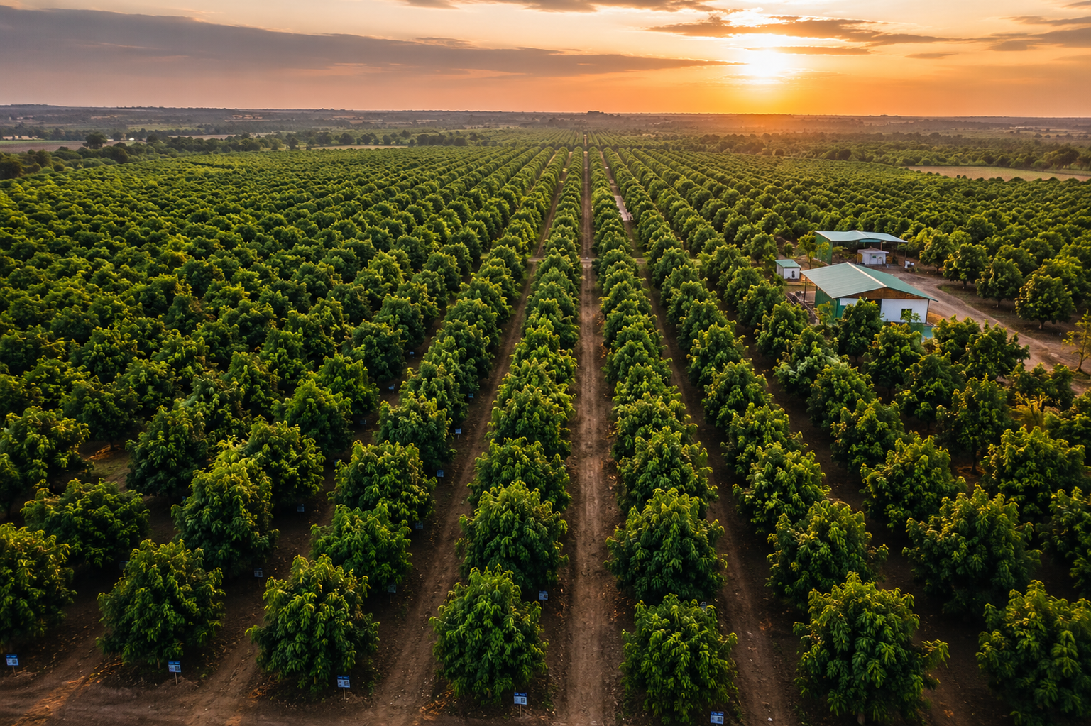 Drone View of Premium Kutchi Kesar Mango Orchard in Kutch Gujarat at Sunset