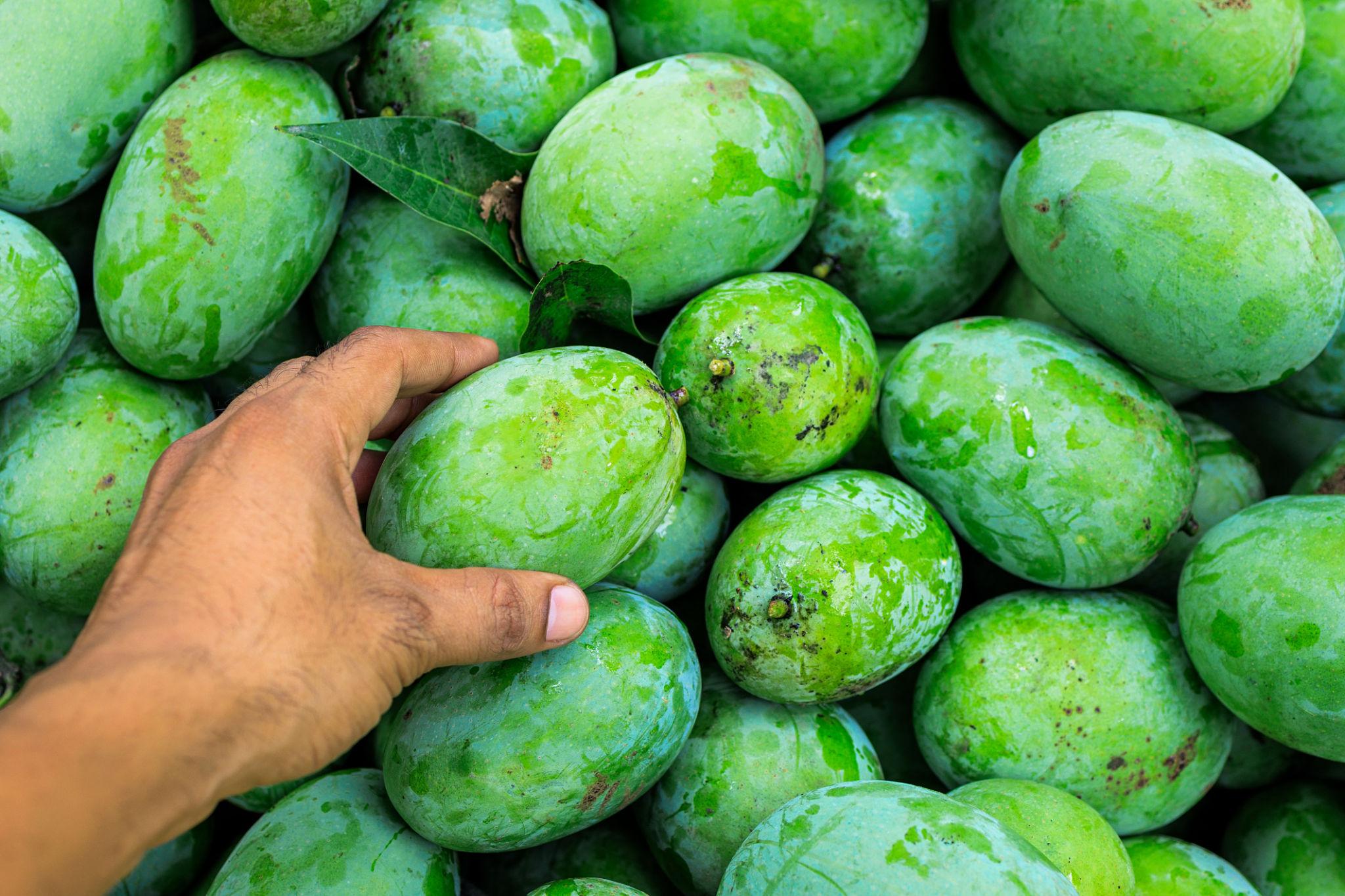 5 KG Kutchi Kesar Mango Box Packed Fresh from Kutch Gujarat