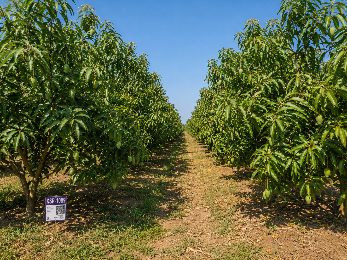 Premium Kutch Kesar Mango Orchard Rows in Gujarat